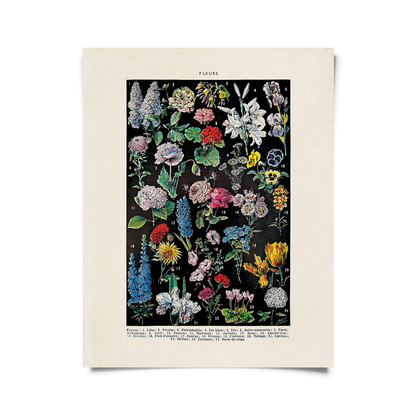 Vintage Botanical Fleurs 2 Flower Print w/ optional frame