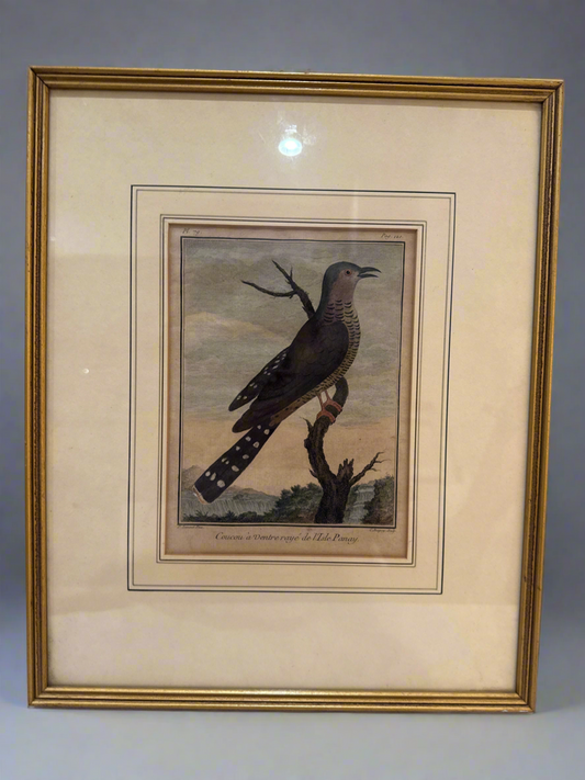 CSRR "Cuckoo" Engraving by François Martinet