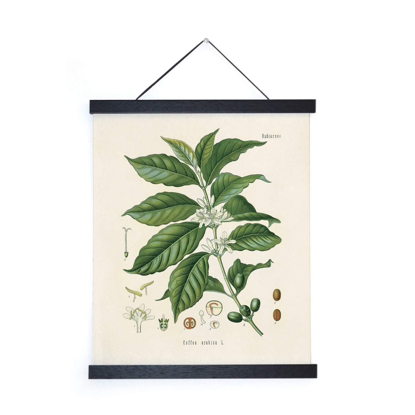 Vintage Botanical Coffee Plant Print w/ optional frame
