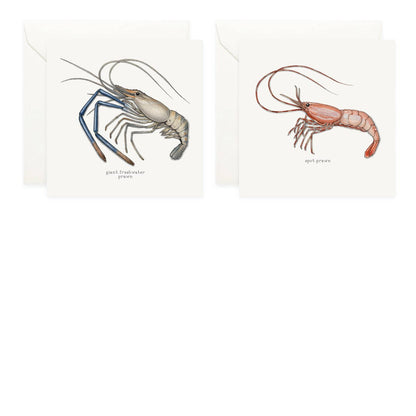 Box Set Cards / Shrimp & Prawns