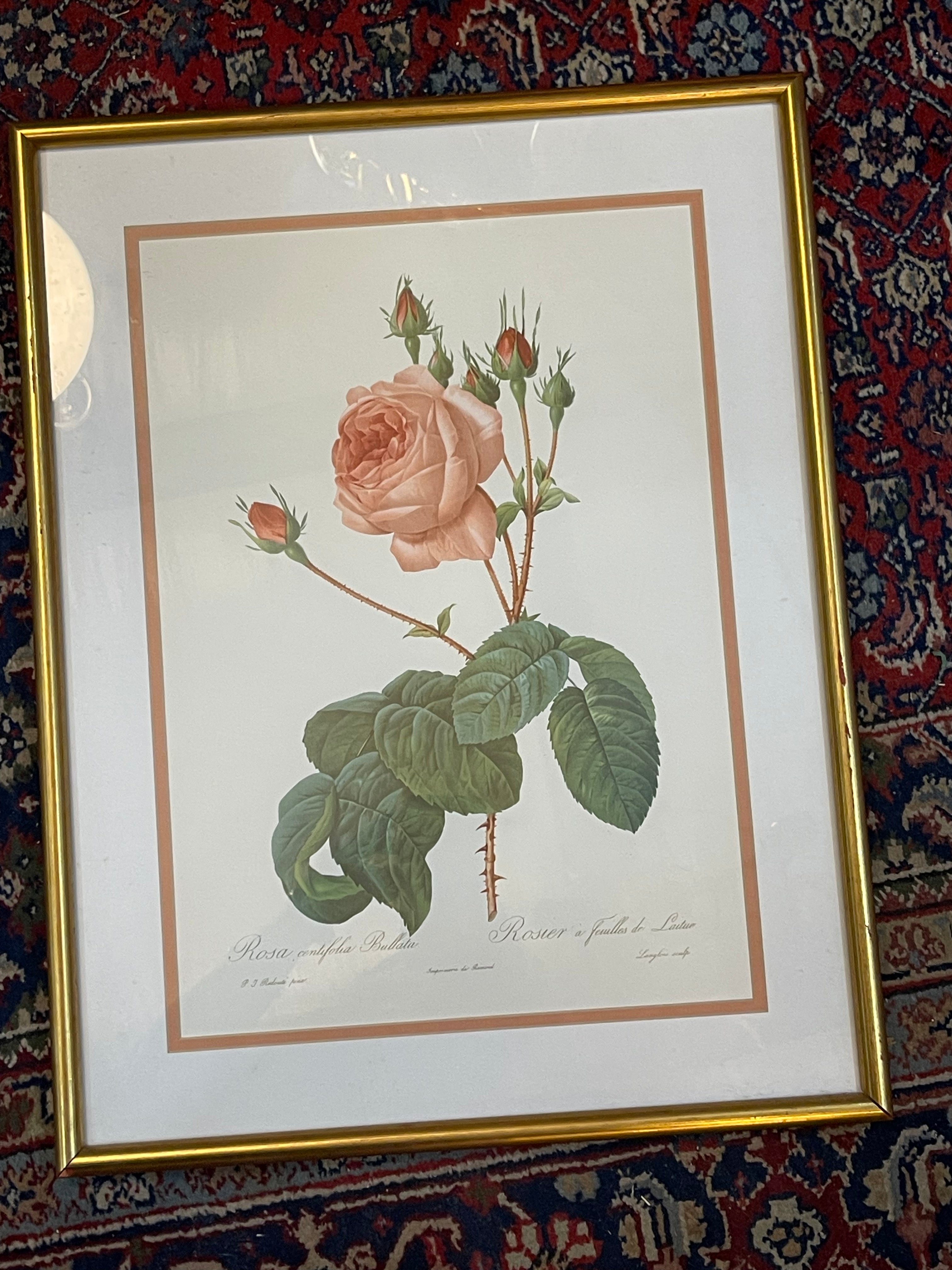 Vintage Rosa Centifolia Bullata Rose Botanical Framed Illustration