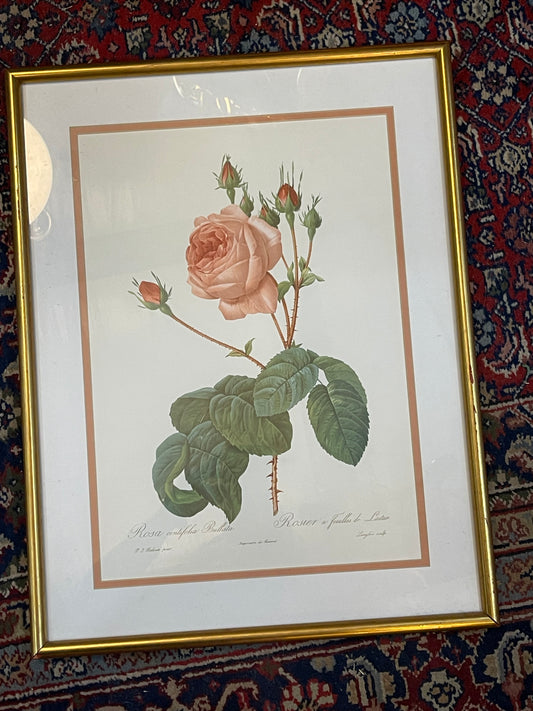 Vintage Rosa Centifolia Bullata Rose Botanical Framed Illustration