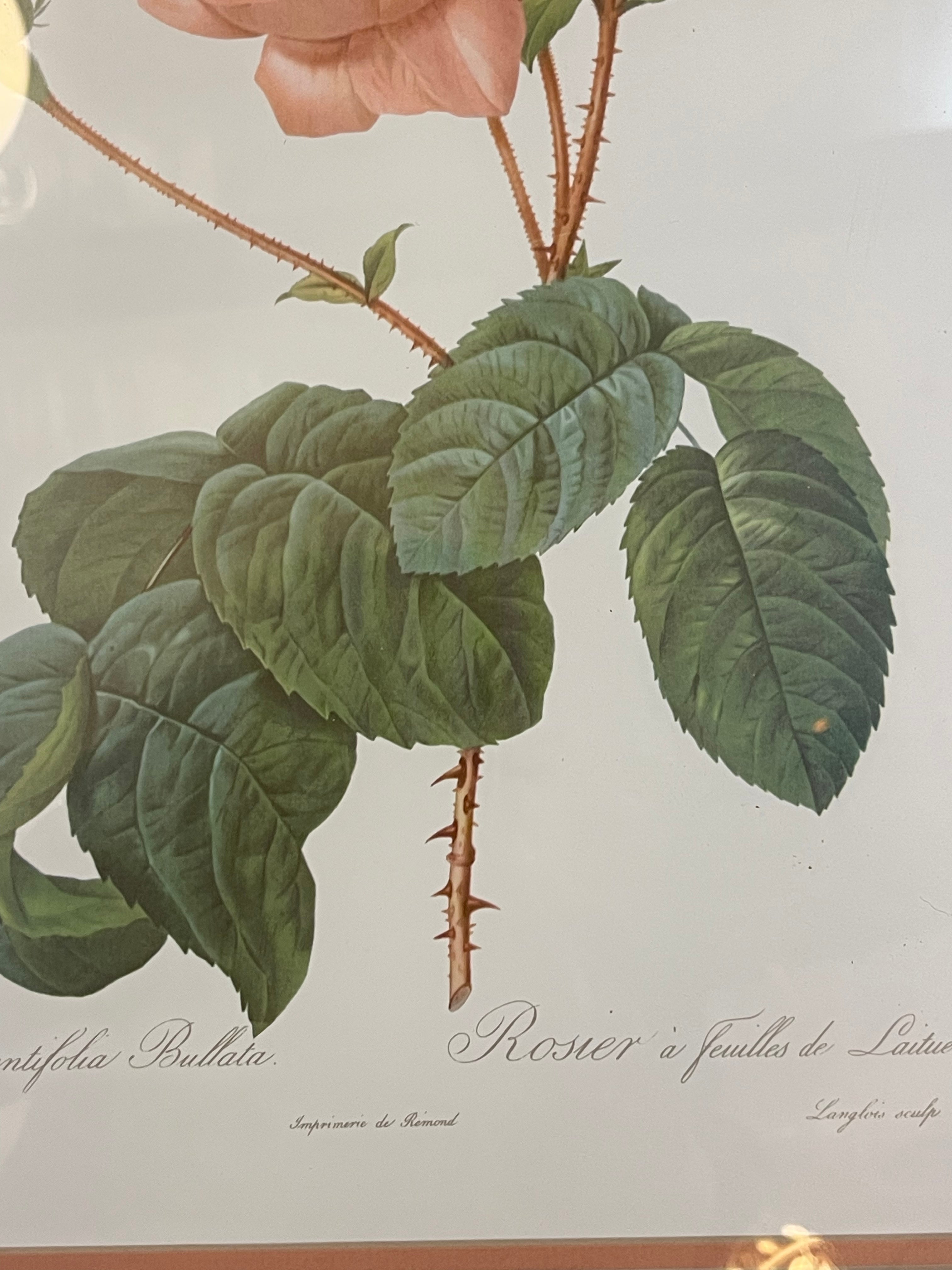 Vintage Rosa Centifolia Bullata Rose Botanical Framed Illustration