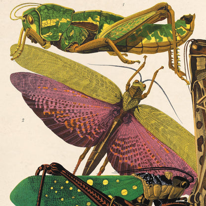 Vintige Seguy Grasshopper Insect Print