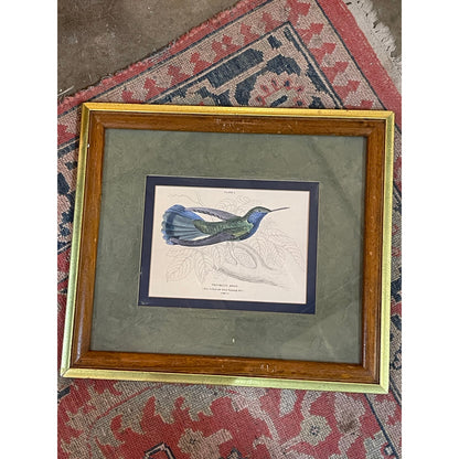 Antique 1800's The Naturalist's LIbrary Hummingbird Hand-Colored Engraving Framed