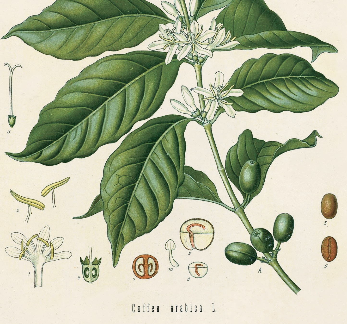 Vintage Botanical Coffee Plant Print w/ optional frame