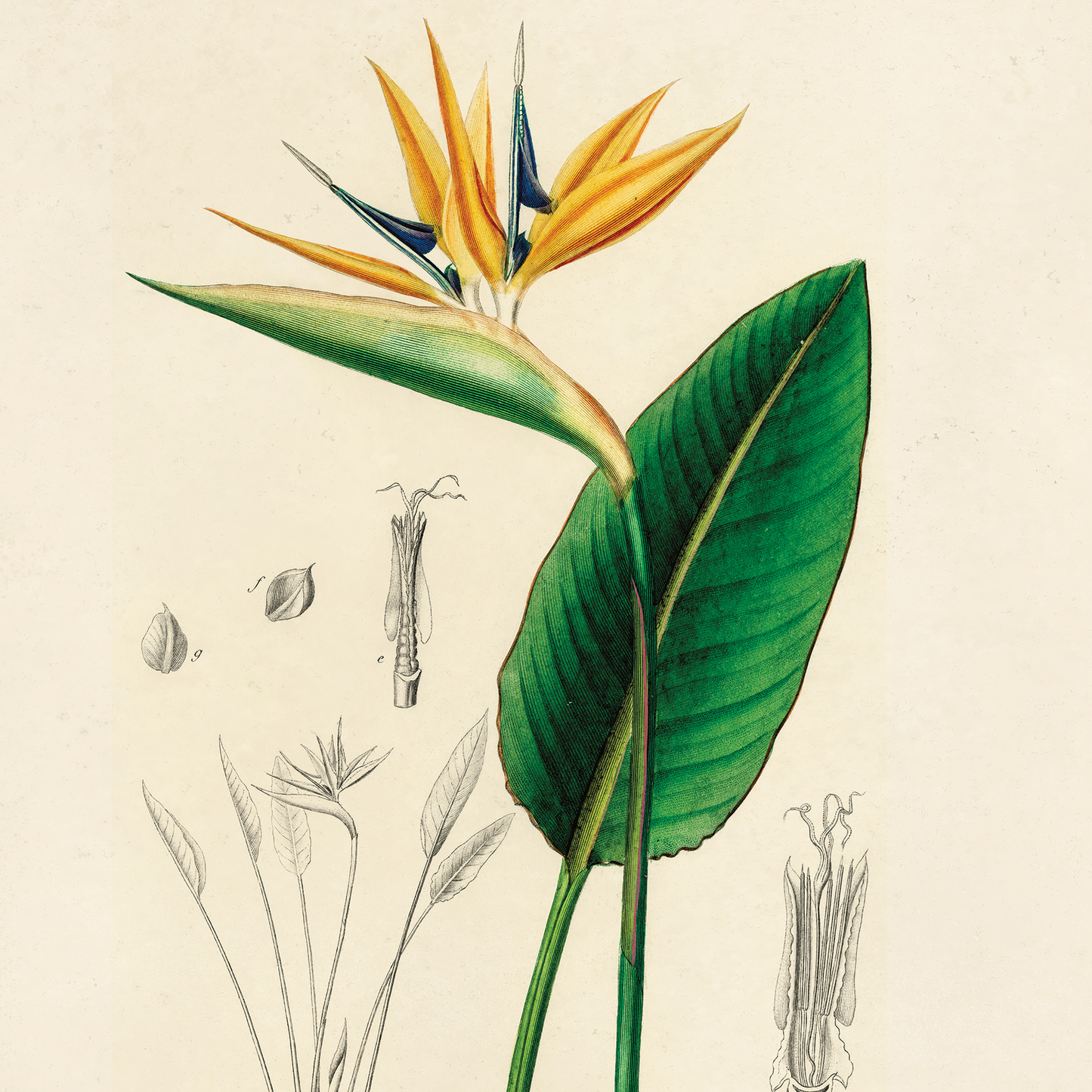 Vintage Botanical Birds of Paradise Print w/ optional frame: 11x14 / Print Only