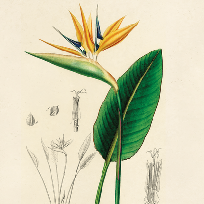 Vintage Botanical Birds of Paradise Print w/ optional frame: 11x14 / Print Only
