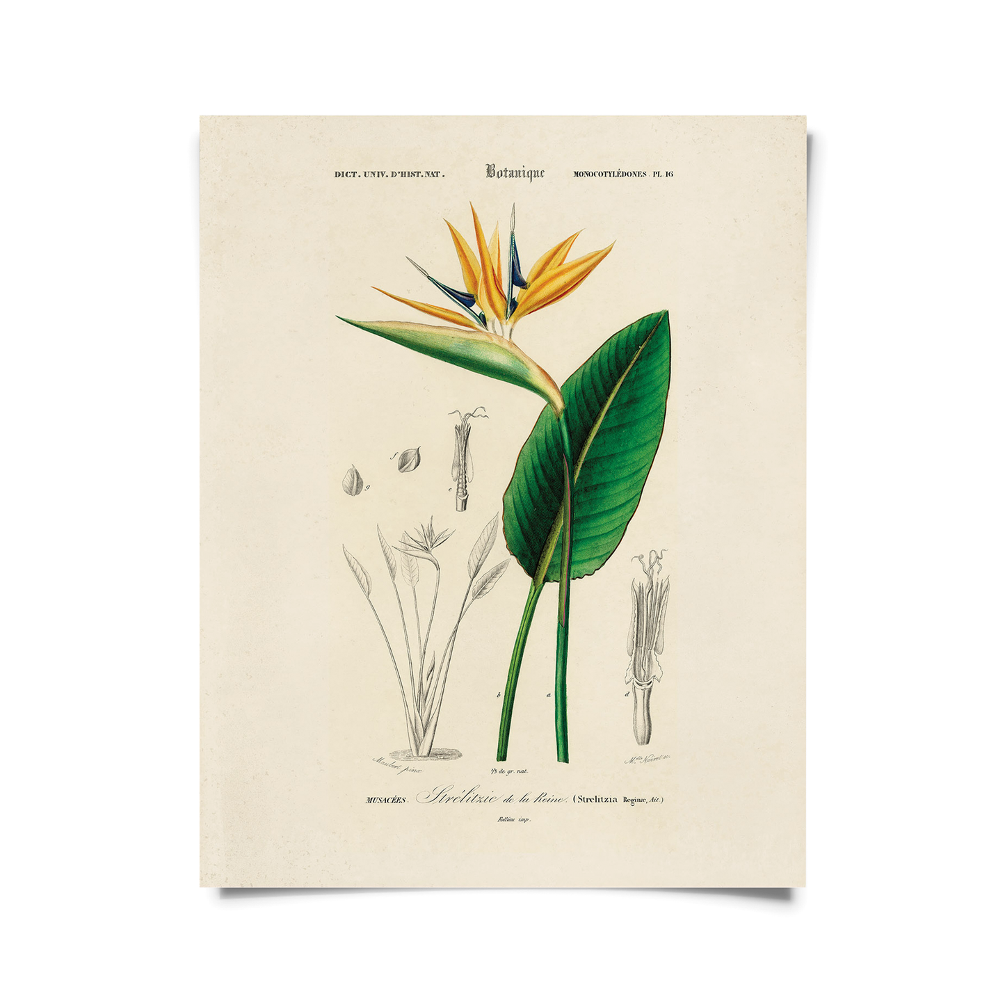 Vintage Botanical Birds of Paradise Print w/ optional frame: 11x14 / Print Only