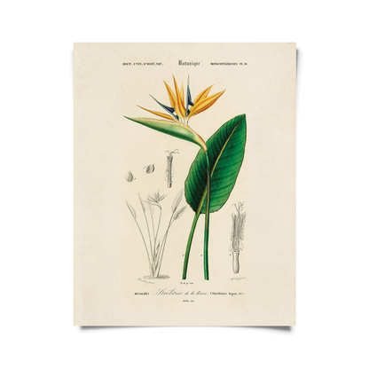 Vintage Botanical Birds of Paradise Print w/ optional frame: 11x14 / Print Only