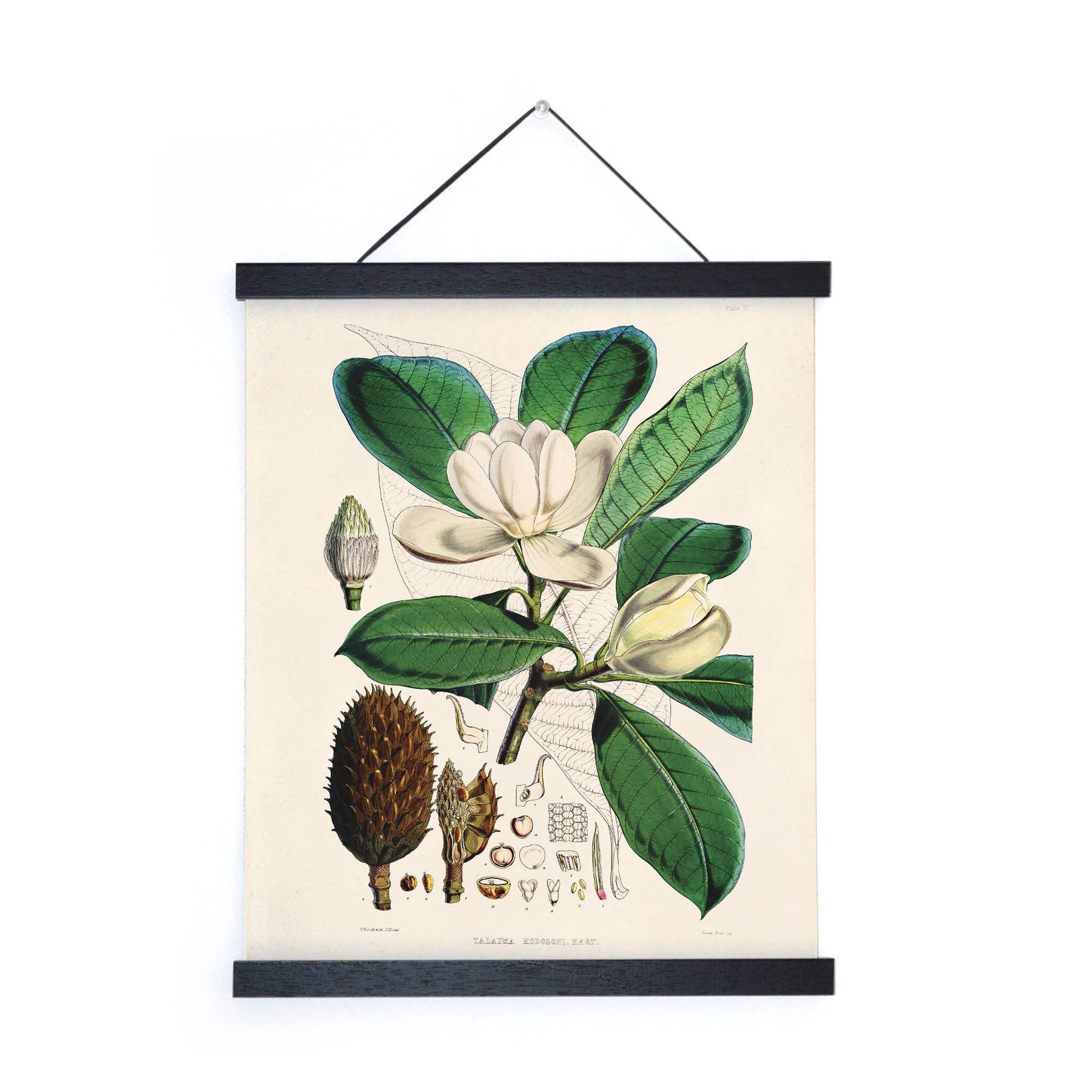 Vintage Botanical Magnolia Flower Print w/ optional frame: 11x14 / Print Only