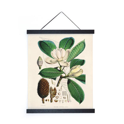 Vintage Botanical Magnolia Flower Print w/ optional frame: 11x14 / Print Only