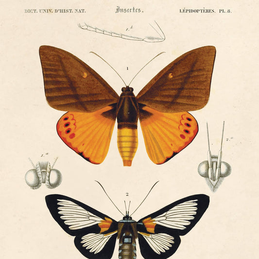 Vintage d'Orbigny Moth Insect Print