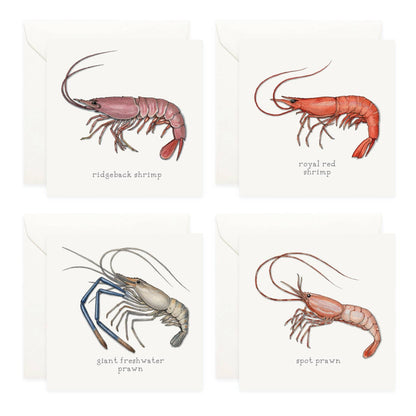 Mini Cards Set / Shrimp & Prawns