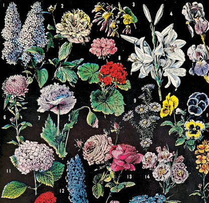 Vintage Botanical Fleurs 2 Flower Print w/ optional frame
