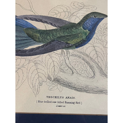 Antique 1800's The Naturalist's LIbrary Hummingbird Hand-Colored Engraving Framed